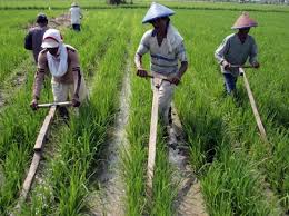 Ekonomi Agribisnis Pertanian
