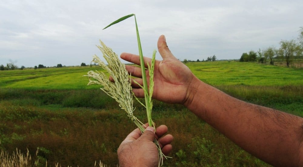 Peran agroekologi dalam menghadapi hegemoni agribisnis