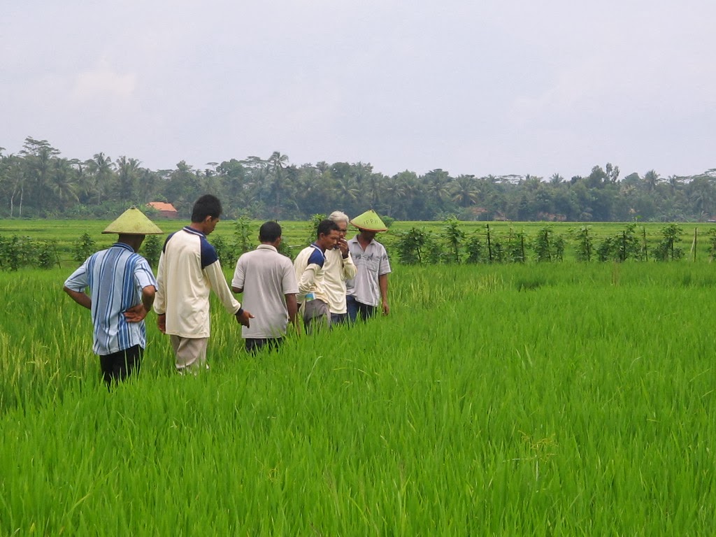 Dampak Covid Pertanian